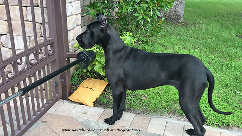 Great Dane learns to fetch, deliver and open packages