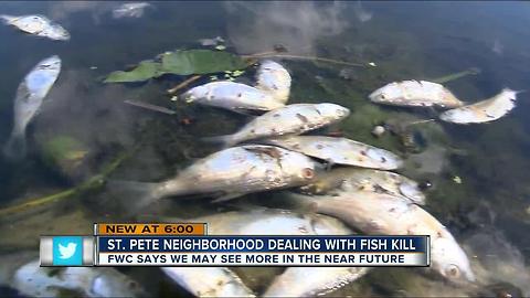 St. Pete neighborhood dealing with fish kill