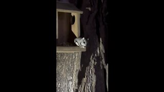 Flying Squirrel having a nut