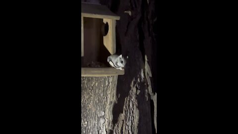Flying Squirrel having a nut