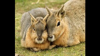 ABOUT THE PATAGONIAN MARA