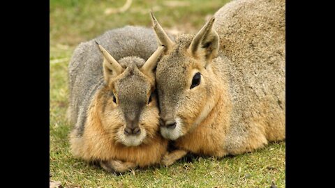 ABOUT THE PATAGONIAN MARA