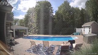 Bear wakes up man sleeping by the pool in his backyard