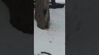 Woodpecker in Glacier National Park