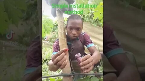 how to install,drip system on Malkia F1, papaya farm.