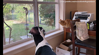 Funny Cat And Great Dane Are Mesmerized By Squirrel Reality TV