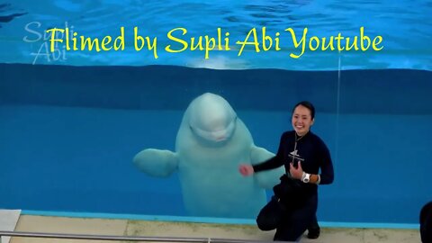 Beluga Whale Show At Yokohama Hakkeijima Sea Paradise