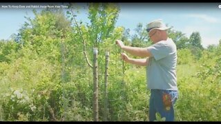 HOW TO KEEP DEER AND RABBIT AWAY FROM YOUR TREES