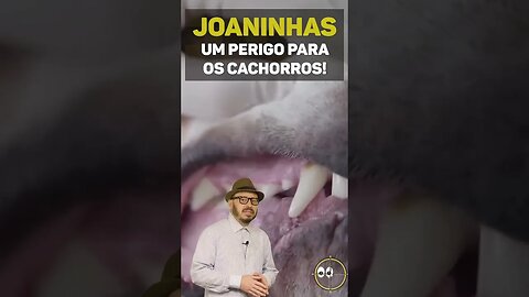 JOANINHAS: Um PERIGO para os Cachorros!