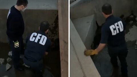 Indiana firefighters rescue beaver from drain