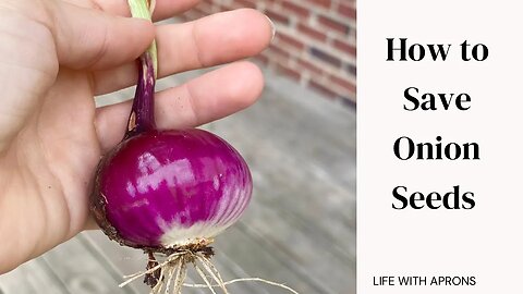 How to save onion seeds