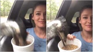 Sulten emu spiser mat fra bil