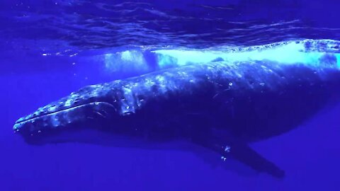 Humpback Whale Video