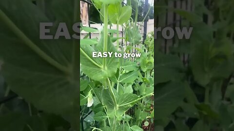 Why grow PEAS?