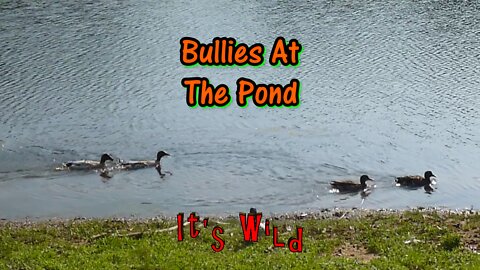 Bullies At The Pond