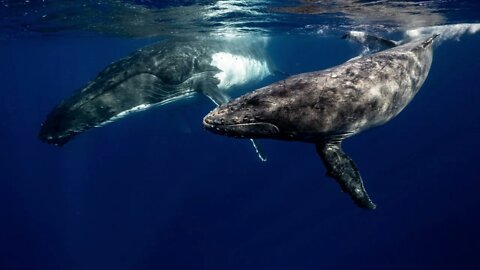 Whale sounds for 1 hourㅣRelax, Sleep, Insomnia, Study