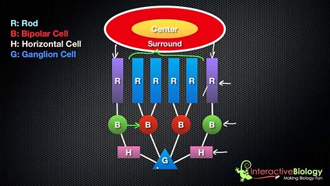 035 On Center, Off Surround Ganglion Cells