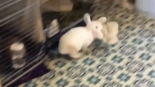 Rabbit plays His own way At Home