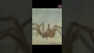 The Brown Recluse Spider Facts #shorts #interestingfacts #spider