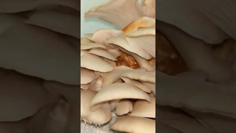 Spawning Oyster Mushrooms