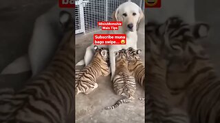 #dogshorts #dogfunny #funnyanimals #viralvideo #sarisaristore #sarisaristorebusiness #shortsviral