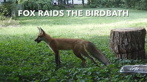 Fox Raids The Birdbath