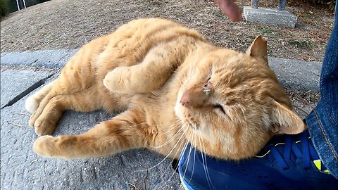 Stray cat with a fierce look is actually a spoiled cat. When I petted, it climbed up onto my lap