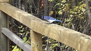 Blue Jay and Cardinal