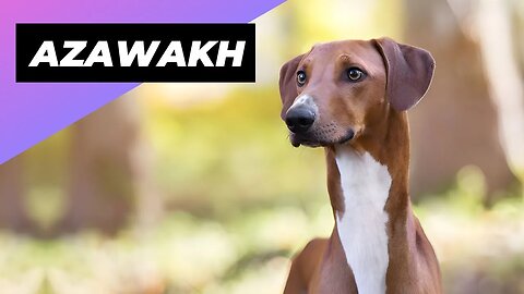 Azawakh 🐶 One Of The Rarest Dog Breeds In The World #shorts