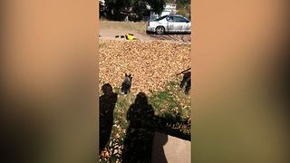Cute Dogs Play In The Leaves