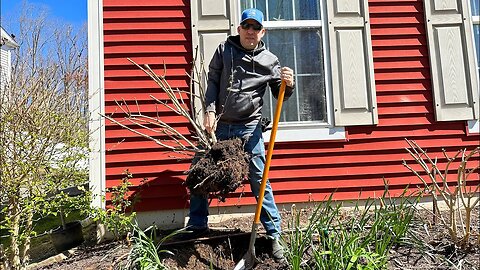 Transplanting Limelight Hydrangeas to their New Home