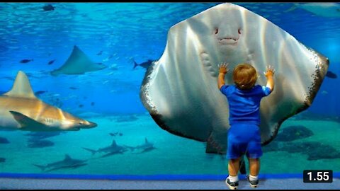 Funniest Babies at the Aquarium