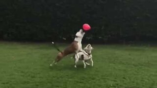 These dogs go crazy over a balloon