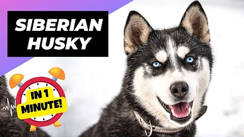 Siberian Husky - In 1 Minute! 🐶 The Vocal and Playful Pup! | 1 Minute Animals