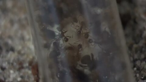 Discover the Fascinating World of Pheidole Noda Big Head Ants: Test Tube Setup with Queen and Eggs