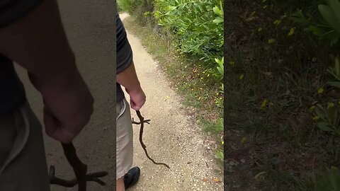 Moving a Tiger Snake off the trail for everyone’s safety.