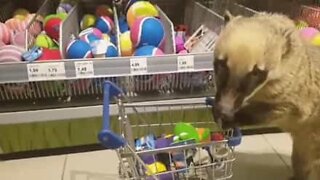 Denne næsebjørn er den bedste shopping partner!