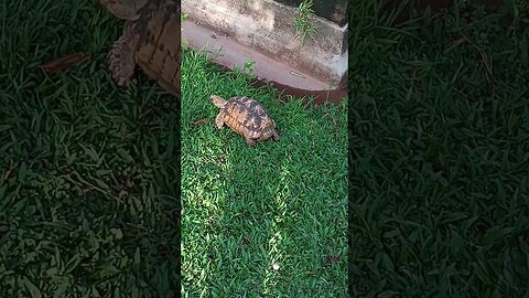 Tortoise on the move in the backyard.