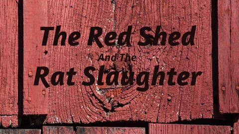 Day 1 Red Shed Cleaning, Rat Slaughter #Shed #slaughter #rats