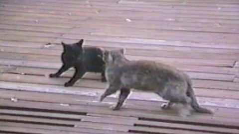 Two Cats Fight Fiercely