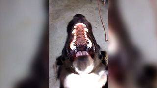 Dog Gets A Mouthful Of Wind