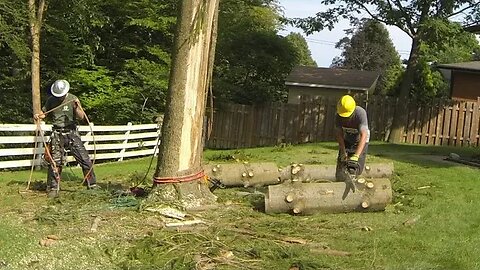 Lightning struck spruce tree, it takes teamwork...