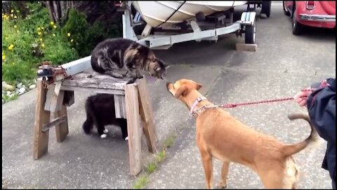 TRY NOT TO LAUGH CHALLENGE CAT VS DOG 🐶 Who Win