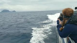 Hundreds of dolphins cruise alongside ship