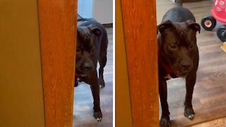 Dog hates it when you use the bathroom without him