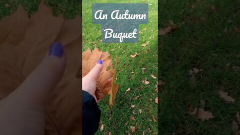 #bulgaria #autumn #leaves #fallseason #november #violetflame #SHORTS #2022