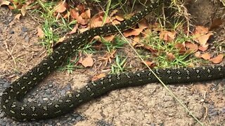 Moving a snake off the road