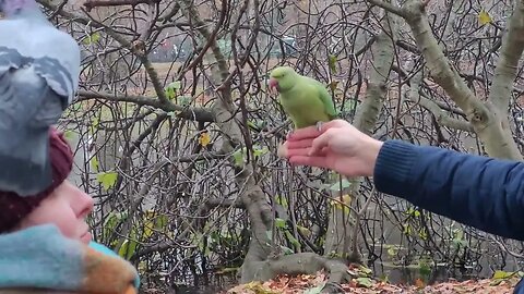 wild parakeet feeding st James's Park #london