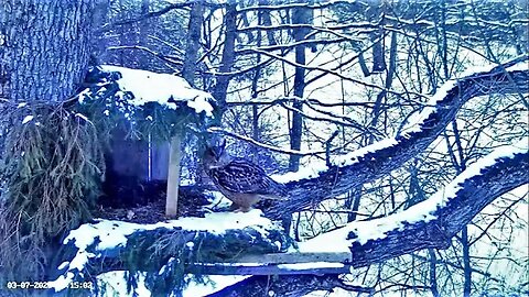 Eagle Owl Pair Visit Nest Separately 🦉 03/07/23 18:11