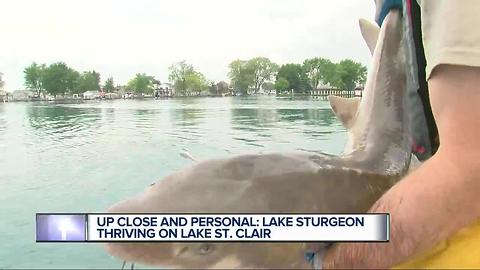 Lake Sturgeon thriving on Lake St. Clair